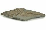 Fossil Ichthyosaur Skull & Associated Bones - Germany #227324-4